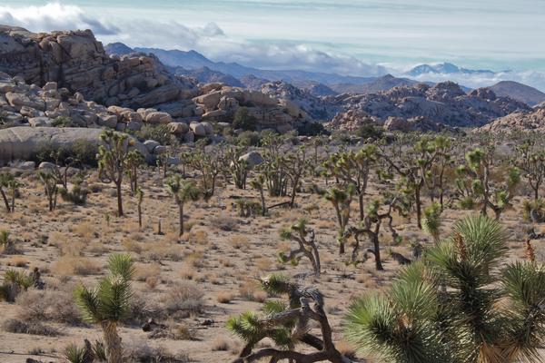 Joshua Tree