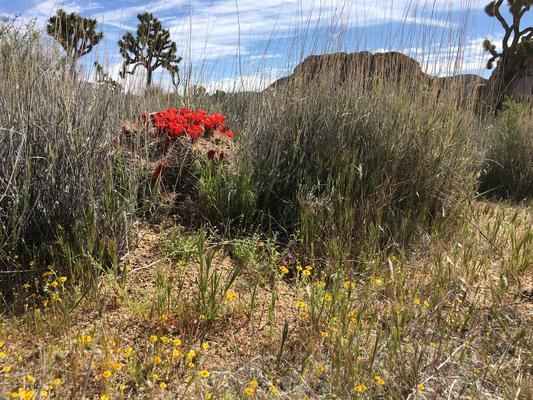 Joshua Tree