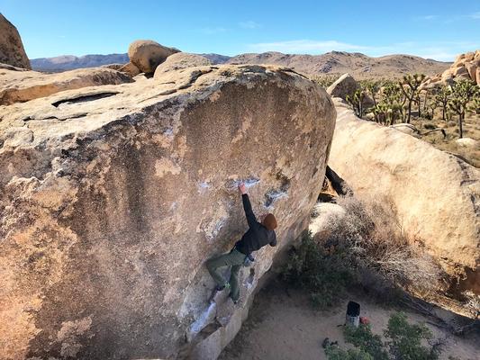 Joshua Tree Winter